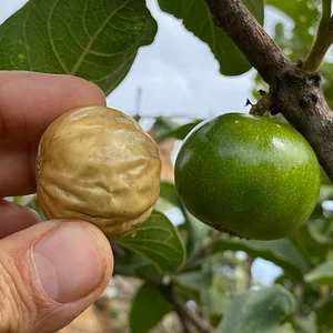 Nkwe Agroforestry