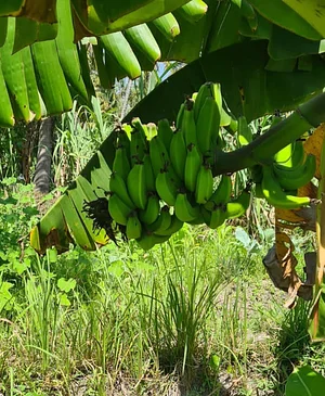 Nkwe Agroforestry