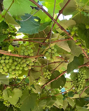 Nkwe Agroforestry