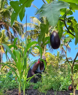 Nkwe Agroforestry