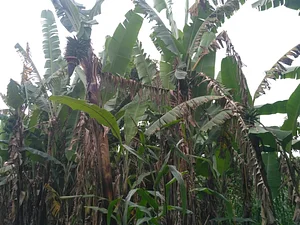 Banana From Nature
