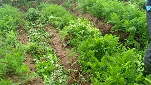 Turmeric Farming Experience