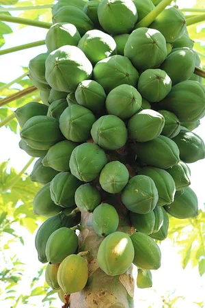 CEDASB - Centro de Convivência e Desenvolvimento Agroecológico do Sudoeste da Bahia