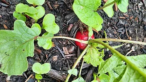 Permaculture à L'Ortu Muntagnolu