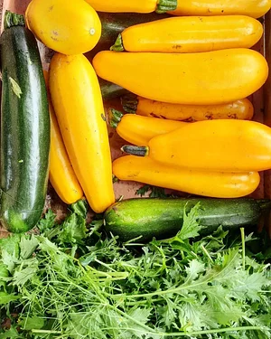 Permaculture à L'Ortu Muntagnolu