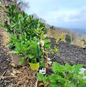 Permaculture à L'Ortu Muntagnolu