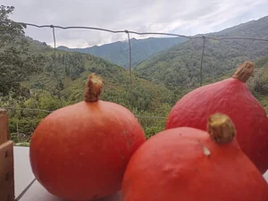 Permaculture à L'Ortu Muntagnolu