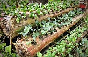 Plantando no tronco de bananeira