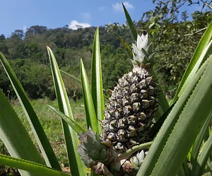 Abacaxi agroecologico