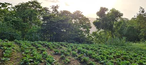 Permaculture at Farm Iley Harvesters
