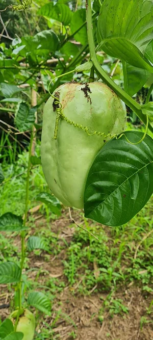 Permaculture at Farm Iley Harvesters