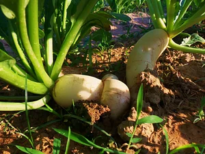 Chinese radish