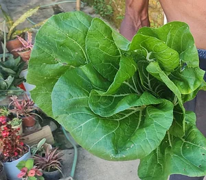 Permaculture at Farm Iley Harvesters