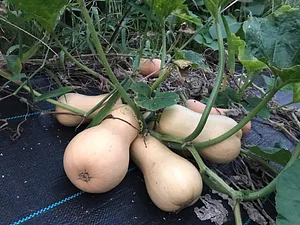 Kasamatsu Farms