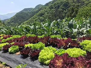 Kasamatsu Farms