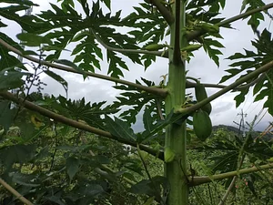 Kasamatsu Farms