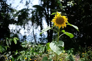Sunflower Garden