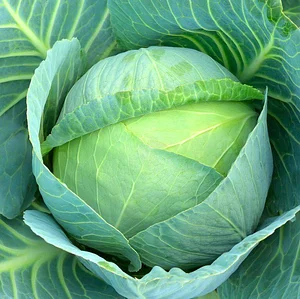 Kasamatsu Farms