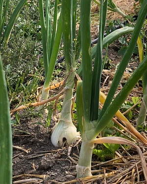 Centro de permacultura y agroecología Los Volcanes