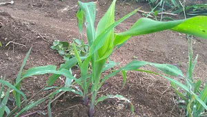 Photo Picture of 30 days old maize