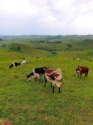 Photo Elvekas Cattle range