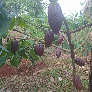 Environmental Awareness and tree Planting