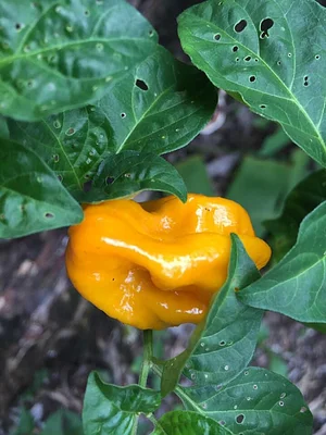 Maya Mountain Research Farm