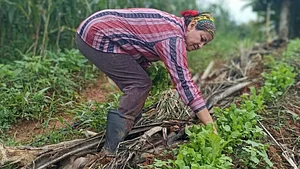 Centro Sabiá - Centro de Desenvolvimento Agroecológico Sabiá