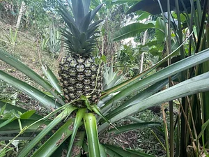 Maya Mountain Research Farm