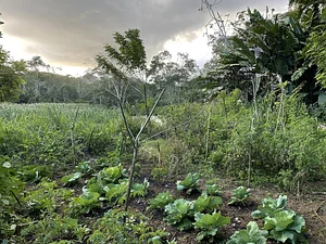 Maya Mountain Research Farm