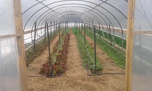 Strong Roots Organic Farm