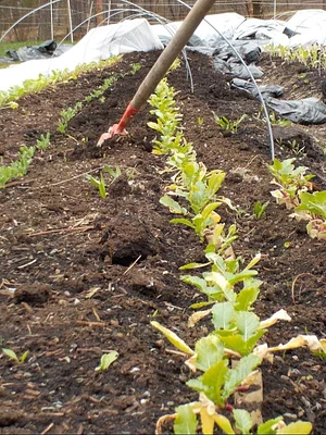 Strong Roots Organic Farm