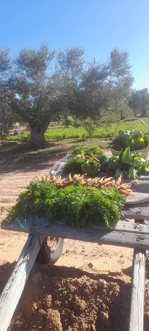 This weekly basket features fresh, pesticide-free seasonal veggies like leafy greens, turnips, spring onions, parsley, citrus...