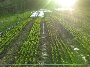 Strong Roots Organic Farm