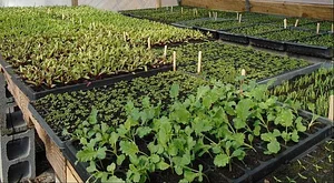 Strong Roots Organic Farm