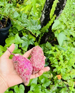 sweet potato