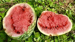 watermelon