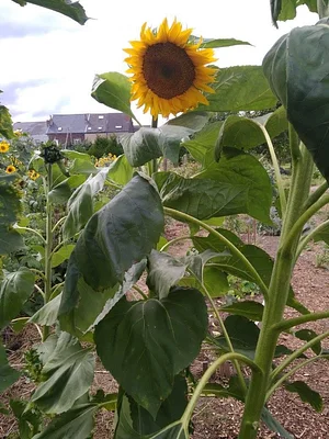 Collective Garden Project