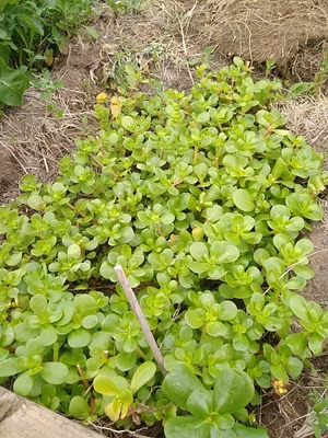 Collective Garden Project