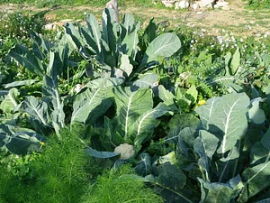 Permarancia Farm