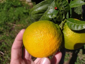 Permarancia Farm