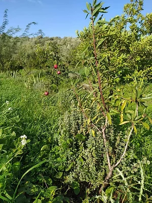 Permarancia Farm
