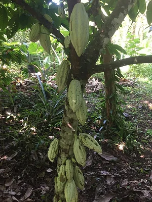 Maya Mountain Research Farm