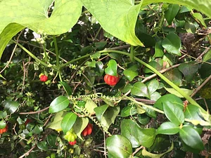 Maya Mountain Research Farm
