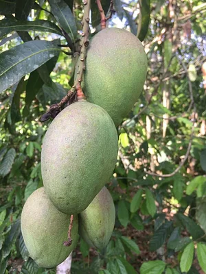Maya Mountain Research Farm
