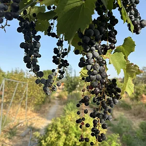 Keela Permaculture