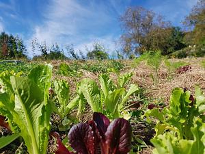 Morgarot Farm