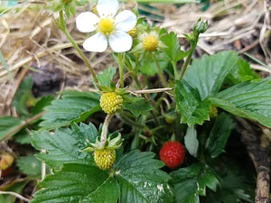 Morgarot Permaculture Farm