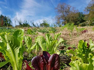 Morgarot Permaculture Farm