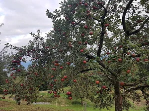 Morgarot Permaculture Farm